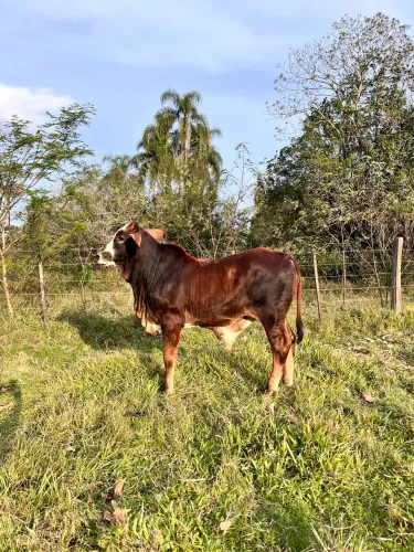 Terneiro Brahman