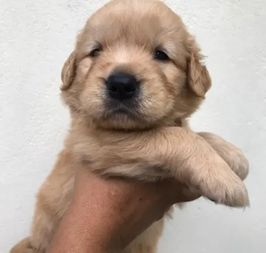 Golden maravilhoso beem brincalhão, também temos fêmeas 