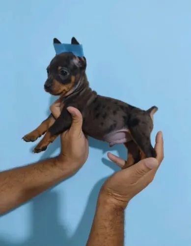 Pinscher macho 