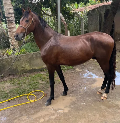Cavalo