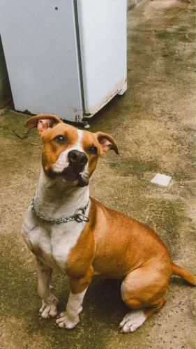 Cachorro