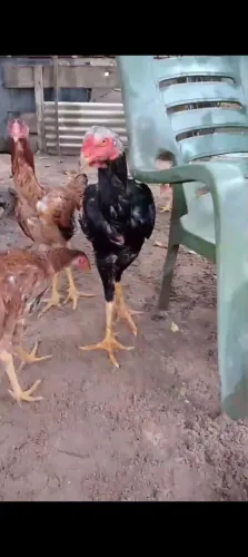Vendo frango índio gigante completando 7 meses