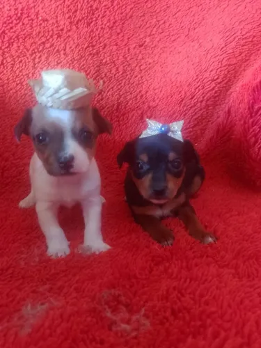 Filhotes de pinscher número 1