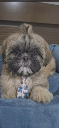 Cachorrinho