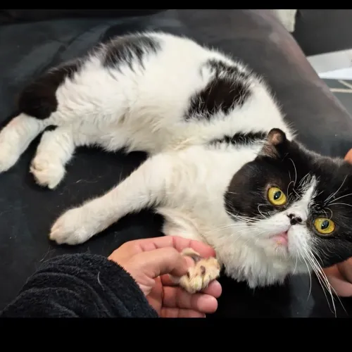 Gato Persa Exótico