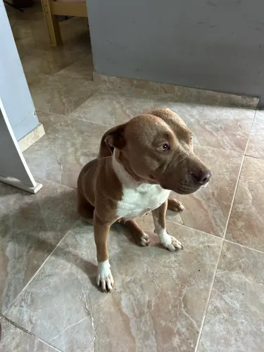 Doação de Pitbull Adulta Dócil