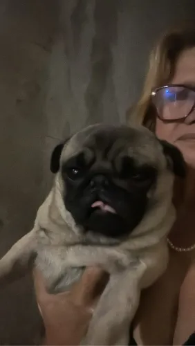Vendo pug fêmea