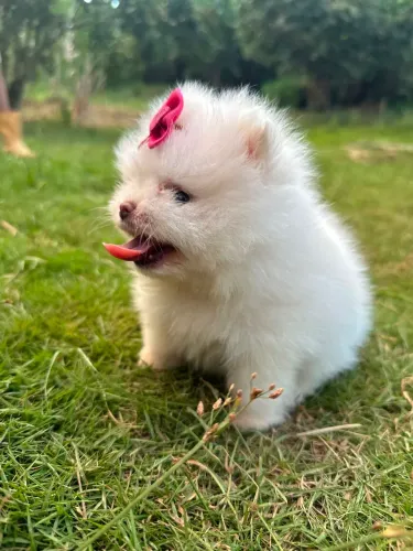 Vendo filhotes de spitz alemão anão