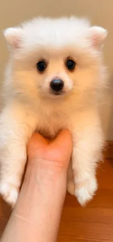 SPITZ ALEMÃO