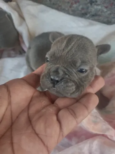 American Bully