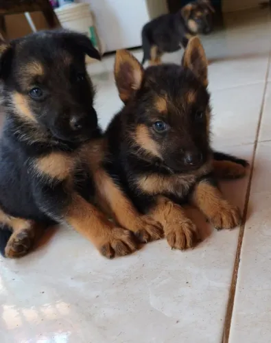 Pastor alemão 