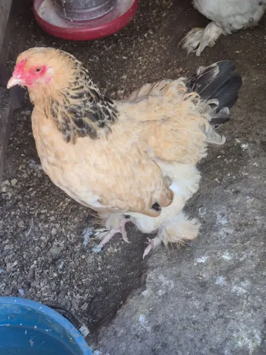 Galinha Brahma buff