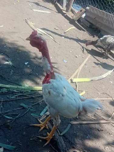 FRANGO POLACO