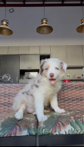 Cachorro