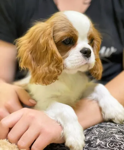 Fêmea de Cavalier king, com garantias e suporte veterinário gratuito!