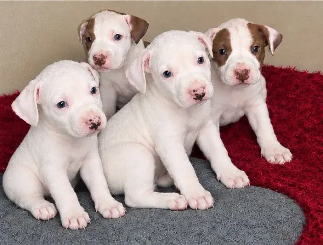 Pit Bull x dogo argentino