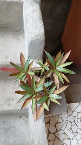 Planta abacaxi roxo