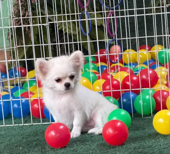 Chihuahua cães super dóceis