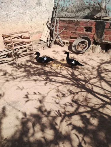 Casal de patos asa branca 