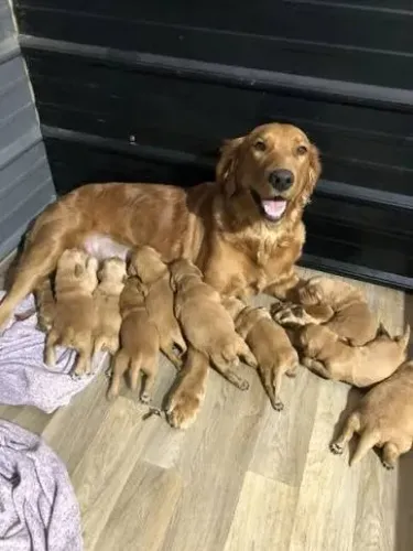 Filhotes de Golden para adoção