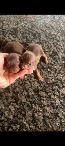Pinscher Miniatura chocolate AQUI