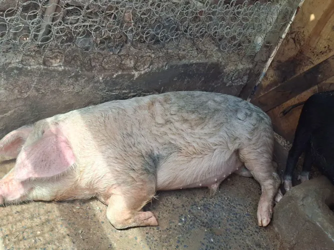 Porco castrado caipira