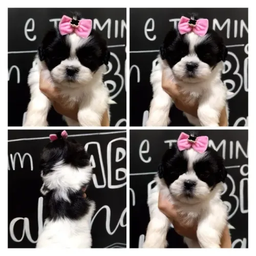 De Laço rosa e na cor preta e branca, ela é linda, shihtzu fêmea