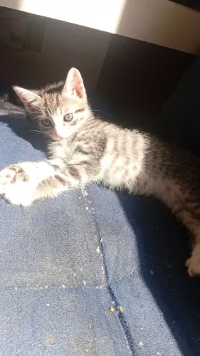 Gatinho macho um mês mestiço de angorá