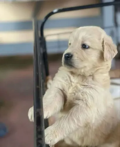 Golden retriever ( entregamos hoje seu filhote )