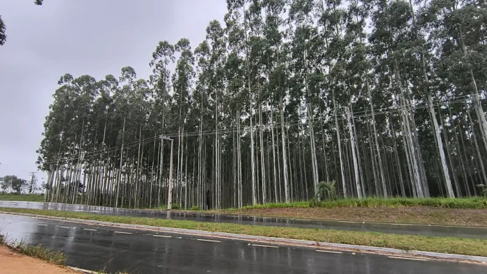 Venda de Mato Floresta de Eucalipto - 12 hectares - Sentinela do Sul 