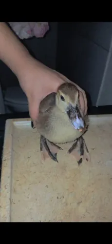 Filhote de pato