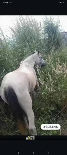 Cavalo