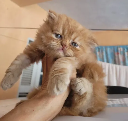 Gato persa puro perfeição