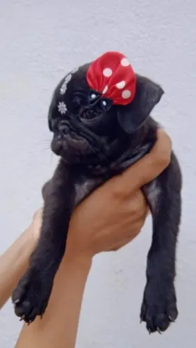 Pug,Pug Filhote Saudável Excelente Companhia