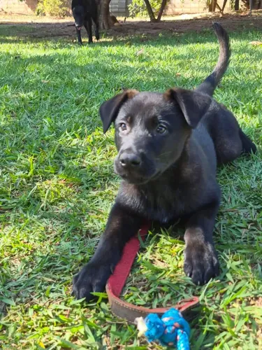 Filhote de Pastor malinois 