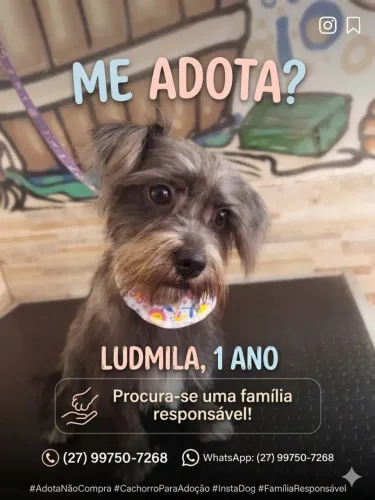 cachorrinha para adoção 