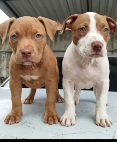 filhote de pit monster com pitbull 