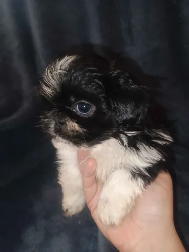 Filhotes de Shih Tzu | Amor que muda tudo.