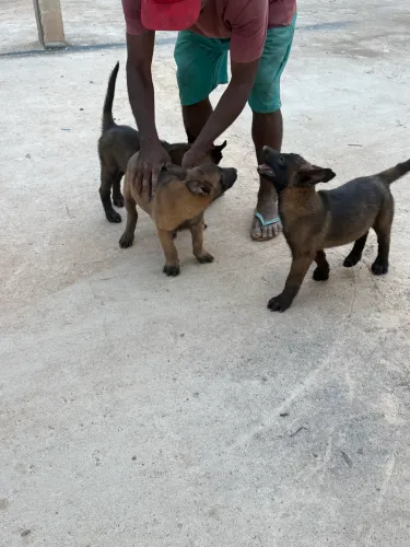 Pastor malinois