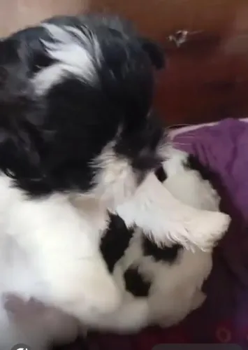 Shih tzu mini peludinhos