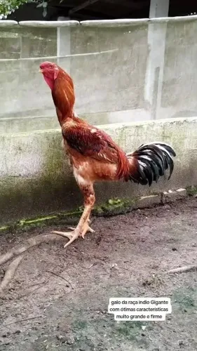 Galo indio gigante