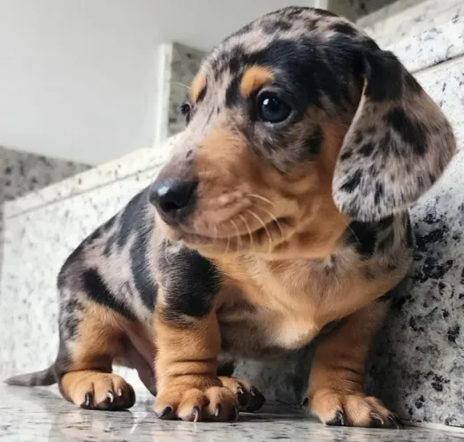 Basset /Tecke/Dachshud a Pronta Entrega. 
