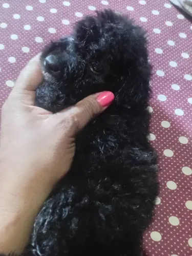 Vendo está princesa leia o anúncio pfv