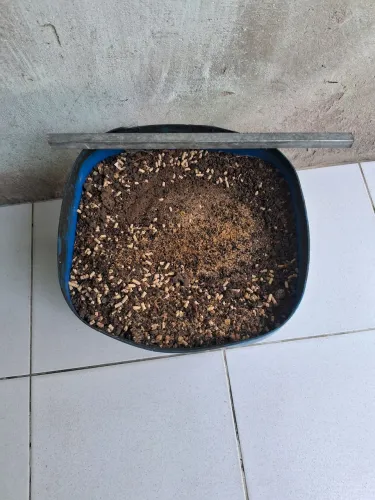 Tenebrio para pássaros 