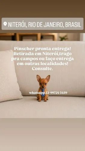 Super promoção machinho de pinscher miniatura zero de verdade!