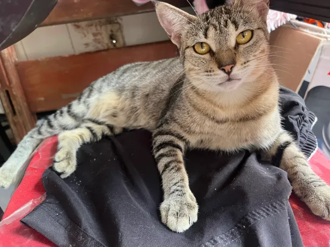 Doação de gato 