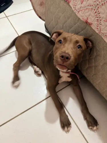 Pitbull fêmea 4 meses