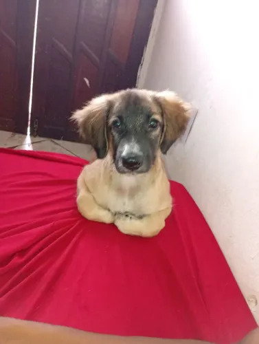 Doa-se cachorros 
