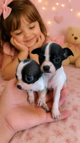 Pinscher Miniatura Zero c/Pedigree 