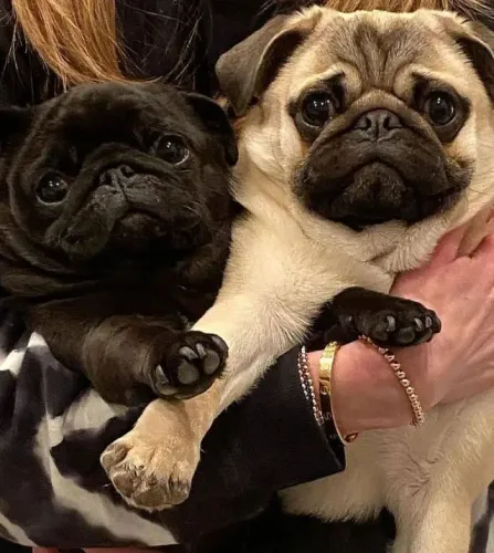 Pug Um amigo que escolhe ficar